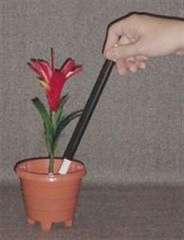 Flower From Wand In Pot