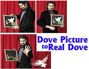 Dove-Picture-to-Real-Dove-Tora-Magic